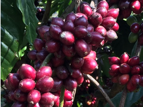 Single Origin Coffee