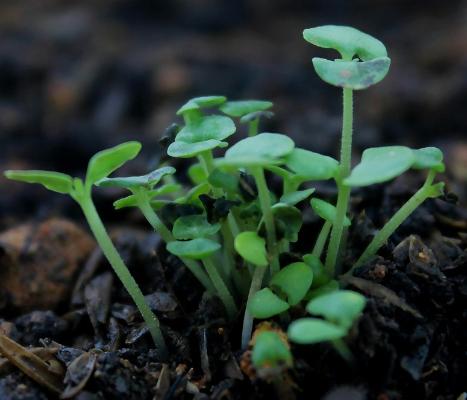 Soil Conservation