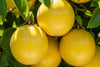 Passion Fruit