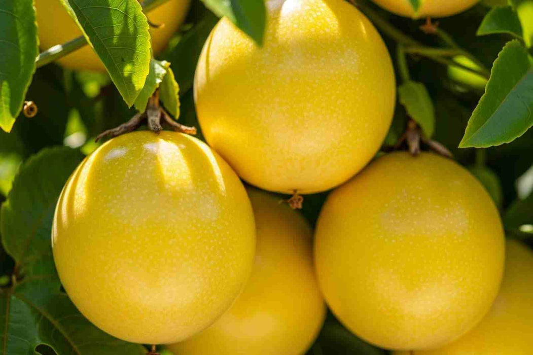 Passion Fruit